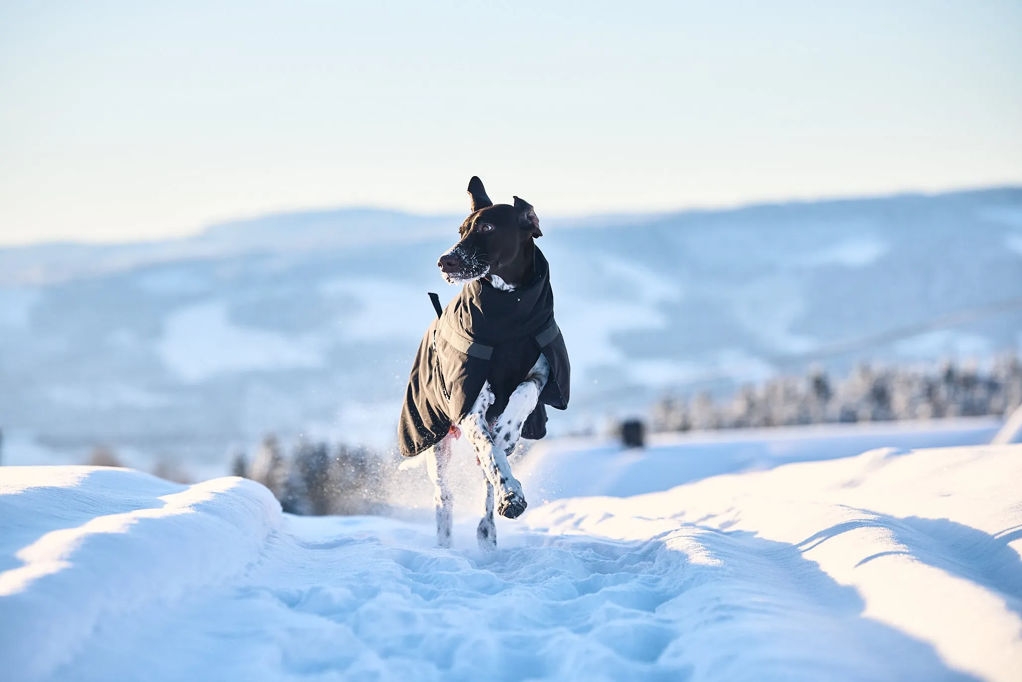 Non-stop - Trekking Insulated Dog Jacket